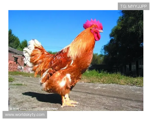 掌握这些开运技巧，助你事业家庭双丰收生活更美好