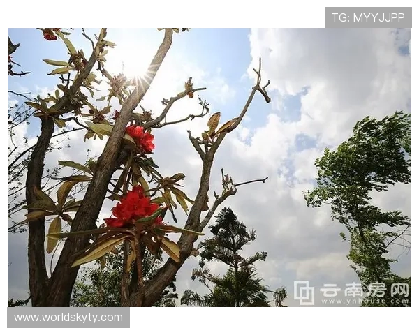 开云投注游戏种类全面介绍满足不同玩家多样化的投注需求